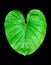 Philodendron green leaf water drops black background isolated, Homalomena leaves, Caladium foliage, tropical plant branch, araceae