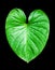 Philodendron green leaf water drops white background isolated, Homalomena leaves, Caladium foliage, tropical plant branch, araceae