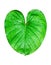 Philodendron green leaf water drops white background isolated, Homalomena leaves, Caladium foliage, tropical plant branch, araceae