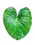 Philodendron green leaves isolated, tropical leaf