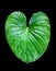 Philodendron green leaves isolated, tropical leaf