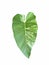 Philodendron heart shape white and green color nature leaf on white