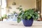 \\\'Philodendron hederaceum scandens brasil green leaves house plant with selective focus and blurred background