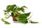 `Philodendron Hederaceum Scandens Brasil` tropical creeper house plant with yellow stripes in flower pot on white background