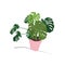 Philodendron illustration. potted house plant vector.