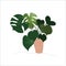 Philodendron illustration. potted house plant vector.