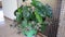 Philodendron imbe