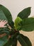 Philodendron Imperial green