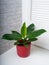 Philodendron Imperial Green