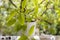 Philodendron lime lemon potted plant on the balcony. Isolated on a greenery of the garden.