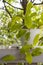 Philodendron lime lemon potted plant on the balcony. Isolated on a greenery of the garden.