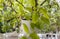 Philodendron lime lemon potted plant on the balcony. Isolated on a greenery of the garden.