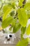 Philodendron lime lemon potted plant on the balcony. Isolated on a greenery of the garden.