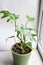 Philodendron Mayo in the interior of the house. Carved leaves of a houseplant in a pot. Care and cultivation of tropical plants,