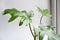 Philodendron Mayo in the interior of the house. Carved leaves of a houseplant in a pot. Care and cultivation of tropical plants,