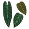 Philodendron melanochrysum narrow form leaf hand drawing green color velvet tropical exotic plant set of leaves