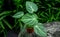 Philodendron melanochrysum plant seeds
