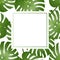 Philodendron Monstera Leaf Banner Card Border. Vector Illustration