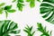 Philodendron monstera leaves and green branches, white background