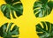 Philodendron monstera leaves on yellow