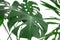 Philodendron monstera plant.Heart shaped green leaves of Homalomena plant Homalomena Rubescens the tropical foliage houseplant