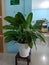 Philodendron ornamental plant in the office