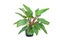 Philodendron Ornamental plants green leaves in pot
