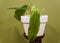 Philodendron Patriciae, one of the rarest and sought after houseplant collectors