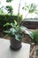 Philodendron pedatum, Philodendron plant