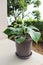 Philodendron pedatum, Philodendron plant