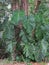 Philodendron Pertusum