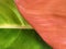 Philodendron. Philodendron prince of orange. Philodendron leaves