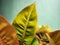 Philodendron. Philodendron prince of orange. Philodendron leaves