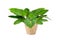 Philodendron (Philodendron sp. Ruaysap)