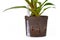 `Philodendron` plant in pot filled with expanded clay pellets for keeping house plants in semi Hydroponics with transparent water