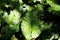 Philodendron plant with waterdrops