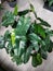 philodendron plants, including types of taro plants with shiny leaves