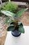 PHILODENDRON ROJO CONGO, Philodendron red congo or Philodendron