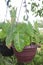 Philodendron rugosum tree on hanging pot on farm