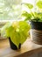 philodendron scadens lemon lime in the pot at home. Indoor gardening. Hobby. Green houseplants. Modern room decor, interior