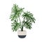 Philodendron selloum, big potted plant. Split-leaf houseplant growing in planter. Large foliage home tree. Room