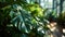 philodendron selloum leaf