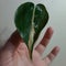 Philodendron silver stripe