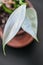 Philodendron silver sword philodendron hastatum