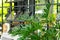Philodendron xanadu air purification plants