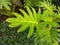 Philodendron Xanadu Leaf