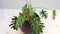 Philodendron xanadu plant in purple flowerpot