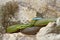 Philodryas baroni, Baron`s green racer, stone near river habitat. Wildlife scene from nature. Snake from Bolivia, Argentina, Para