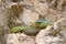 Philodryas baroni, Baron`s green racer, stone near river habitat. Wildlife scene from nature. Snake from Bolivia, Argentina, Para