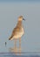 Philomachus pugnax / Calidris pugnax - Ruff